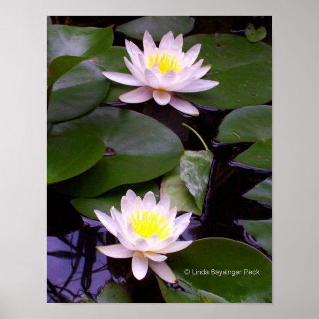 Poster Deux nénuphars (Devant)