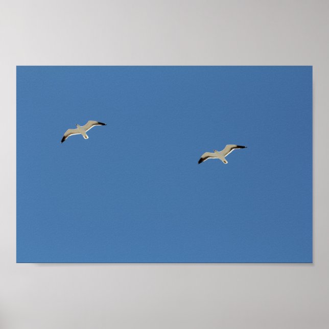 Poster Deux Oiseaux De Mouette Volant Ciel Bleu Clair (Devant)