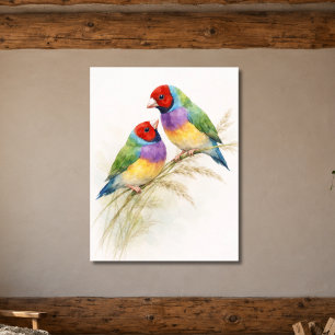 Poster Deux oiseaux diamants de Gould colorés
