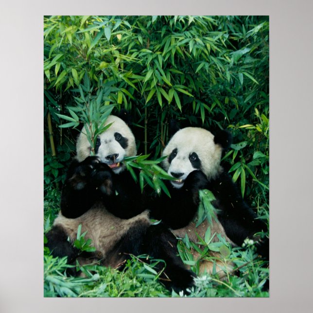 Poster Deux pandas mangeant du bambou ensemble, Wolong (Devant)
