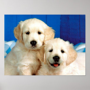 Poster Deux petits labrador