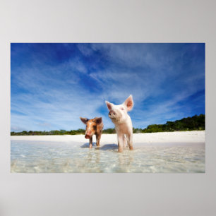 Poster Deux petits porcelets