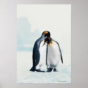 Poster Deux pingouins affectueux