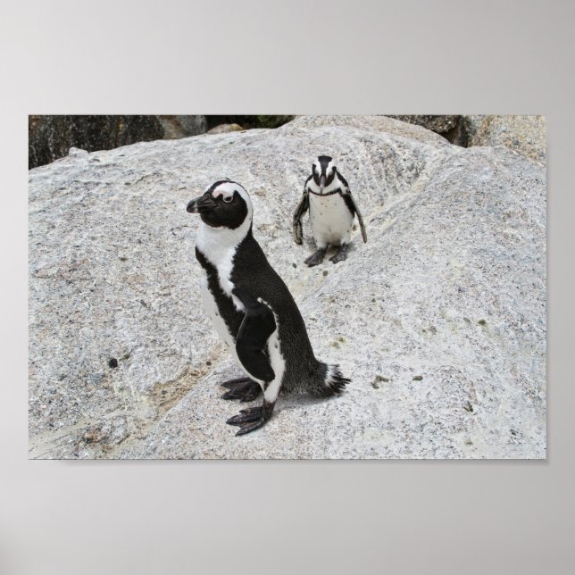 Poster Deux pingouins africains, Boulders Beach, Afrique  (Devant)