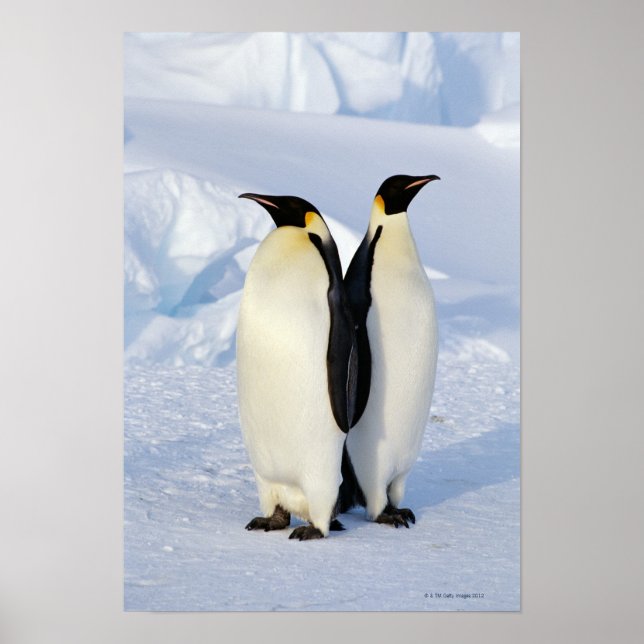 Poster Deux pingouins empereurs en Antarctique (Devant)