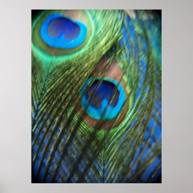 Poster Deux plumes de paon bleu (Devant)