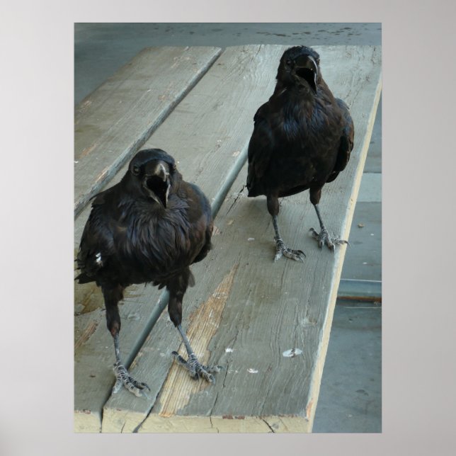 Poster Deux Ravens Cawen sur un banc à l'extérieur de l'a (Devant)