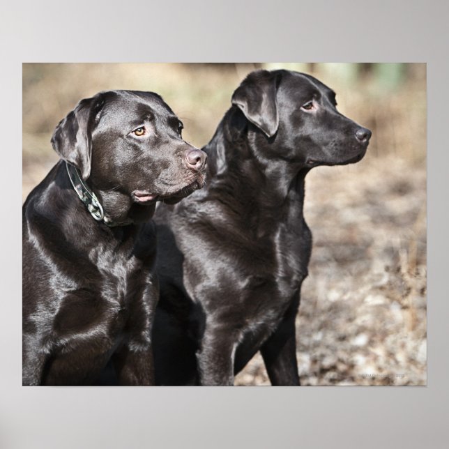 Poster Deux récupérateurs Black Labrador (Devant)
