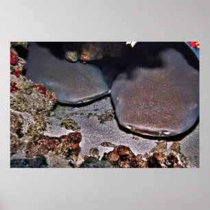 Poster Deux requins-infirmières tawny