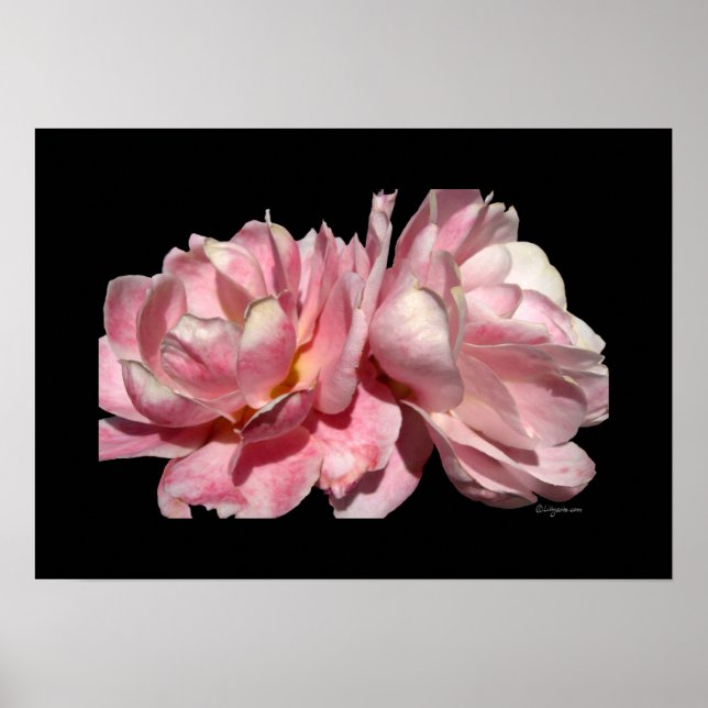 Poster Deux Roses Roses Roses Roses Noir Imprimer (Devant)