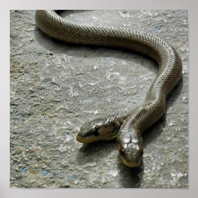 Poster Deux Serpent À Tête (Devant)