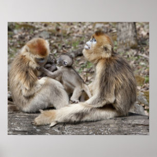 Poster Deux singes dorés femelles avec des nouveau-nés