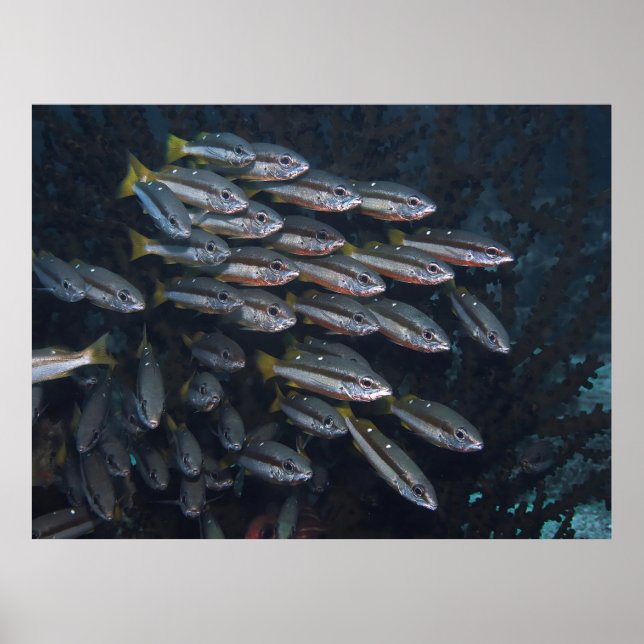 Poster Deux Snappers Spot (Devant)