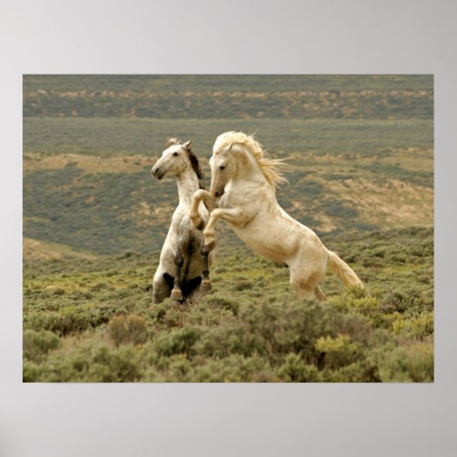 Poster Deux Stallions sauvages combattent (Devant)