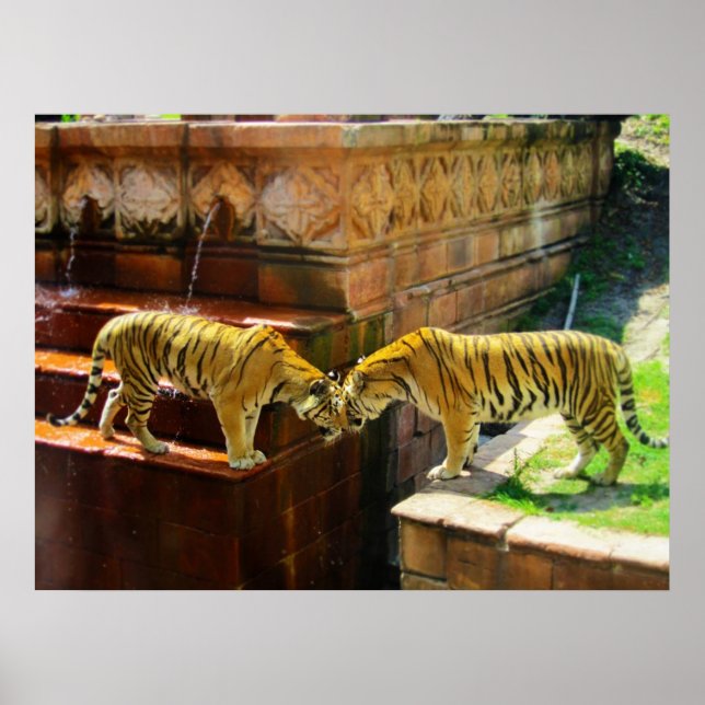 Poster Deux tigres (Devant)