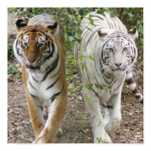 DEUX TIGRES DE LA CONSTRUCTION - BLANC ET BENGAL