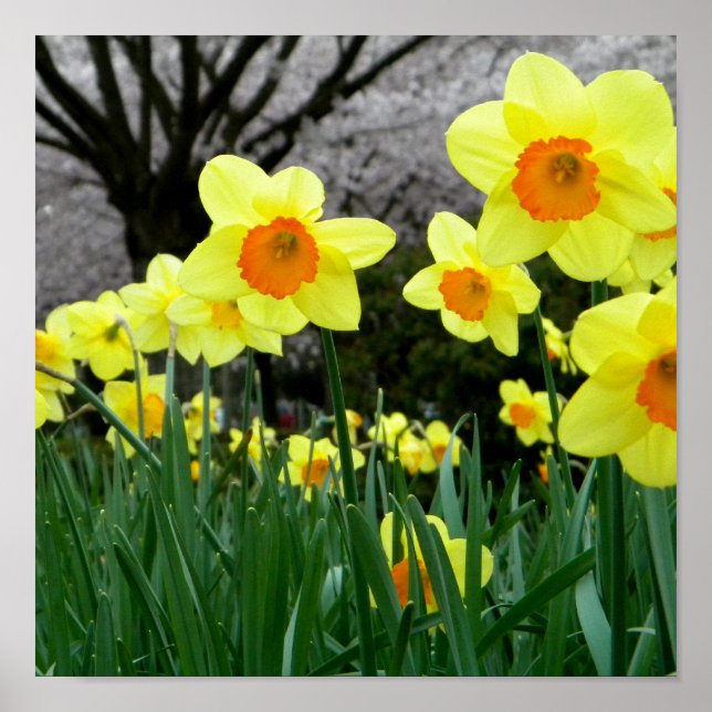 Poster Deux tons (Devant)