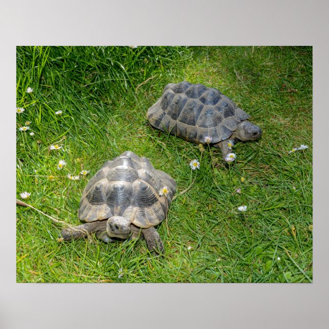 Poster Deux tortues courent à travers l'herbe verte (Devant)