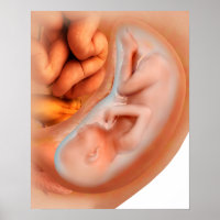 Développement Du Foetus À 36 Semaines