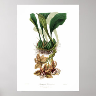 Poster Devoniensis de Stanhopea