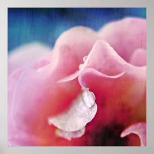 Poster Dew baisse sur Rose Macro Abstrait