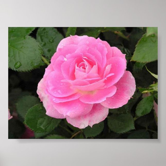 Poster Dew Kissed Rose (Devant)