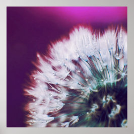 Poster Dew sur Dandalion rose violet Macro Abstrait