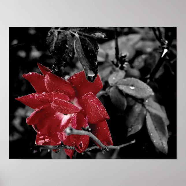 Poster Dew sur la couleur rouge rose photo splash (Devant)