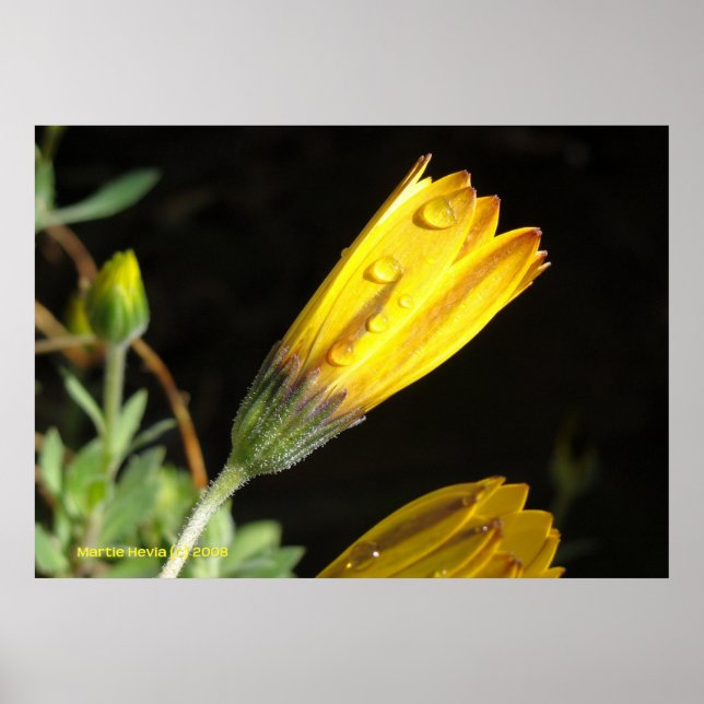 Poster Dew sur une marguerite jaune (Devant)