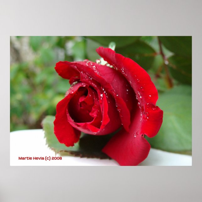Poster Dew sur une rose rouge (Devant)