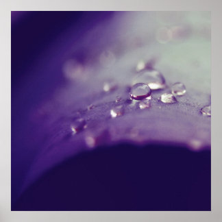 Poster Dewdrops on Purple Green Leaf Macro Abstrait