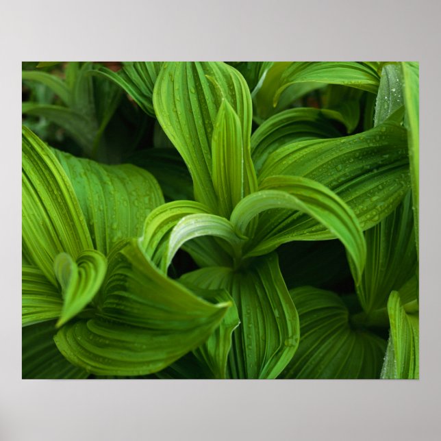 Poster Dewdrops sur une fausse Helabore (Devant)