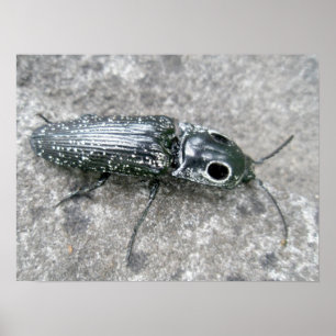 Poster d'Eyed Elder Click Beetle