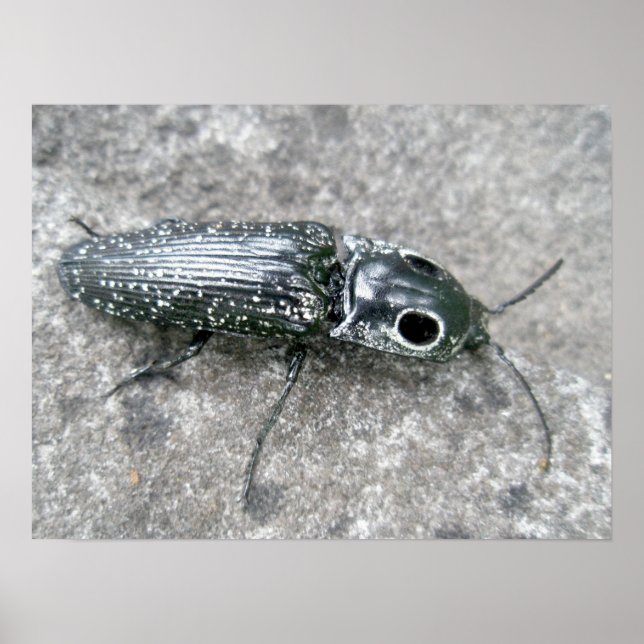 Poster d'Eyed Elder Click Beetle (Devant)