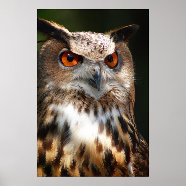 Poster d'hibou (Devant)