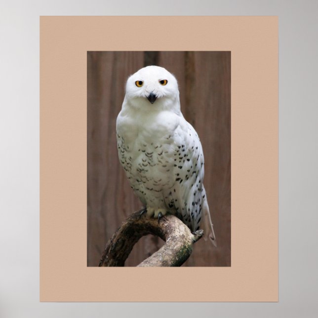 Poster d'hibou (Devant)