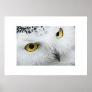 Poster d'hibou