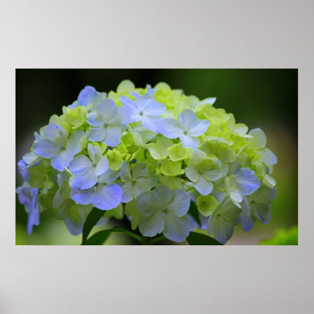 Poster d'Hydrangea (Devant)