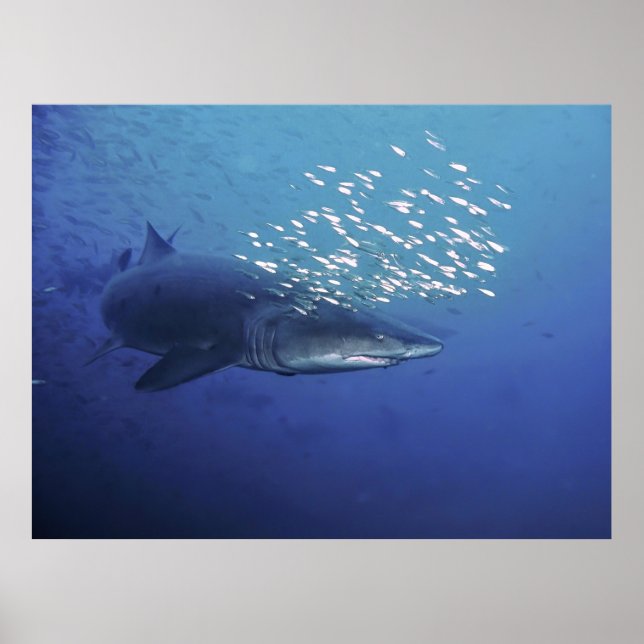 Poster Diable avec Halo (Devant)