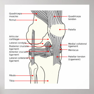 Poster Diagramme anatomique articulation du genou 