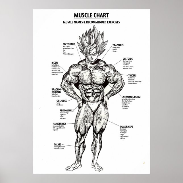 Poster Diagramme anatomique de l'animal, diagramme muscul (Devant)