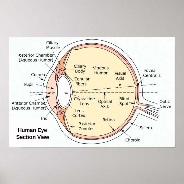 Poster Diagramme anatomique du ballon oculaire hum (Devant)