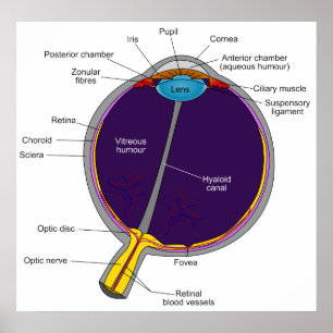 Poster Diagramme anatomique schématique de l'oeil humain