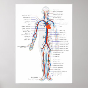 Poster Diagramme antérieur de vue d'appareil circulatoire