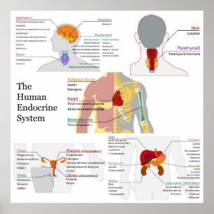 Poster Diagramme complet du système endocrinien humain