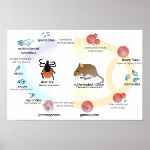 Poster Diagramme d'affiche cycle de vie de Babesia microt