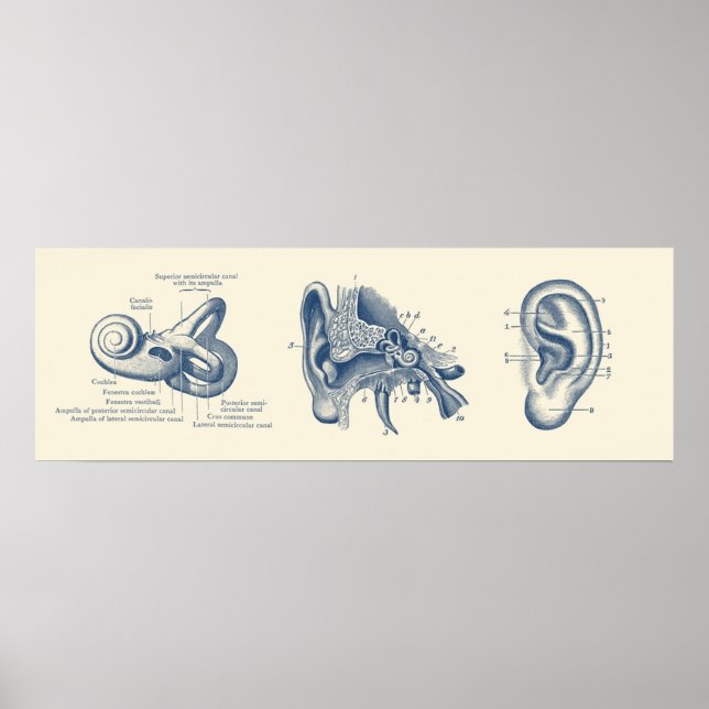 Poster Diagramme d'anatomie de l'oreille humaine (Devant)