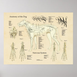 Poster Diagramme d'anatomie de nerf de système nerveux de