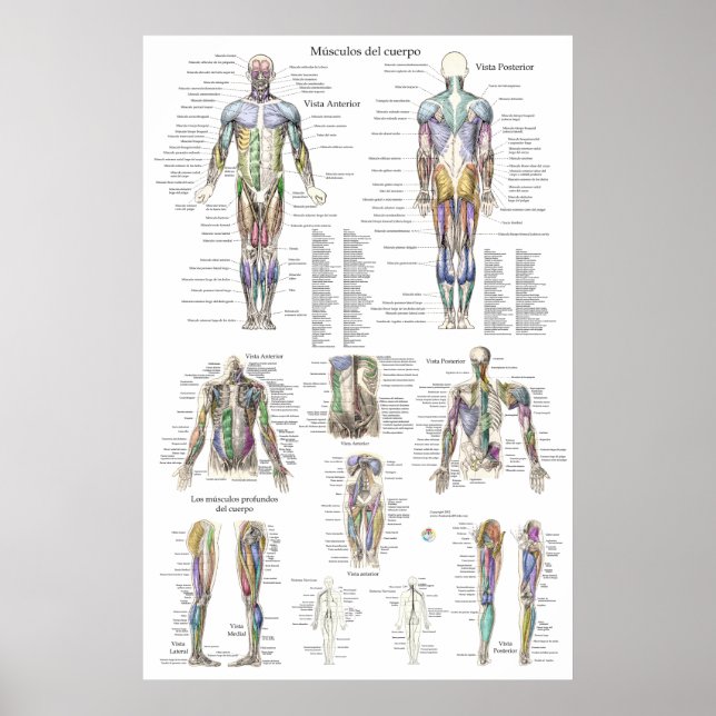 Poster Diagramme d'anatomie musculaire humaine en espagno (Devant)