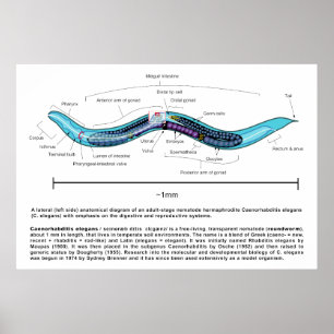 Poster Diagramme de Caenorhabditis elegans d'ascaride
